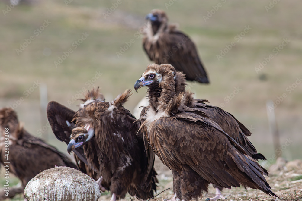 Fototapeta premium Cinereous Vulture, (Aegypius monachus) in its natural habitat. Wildlife.