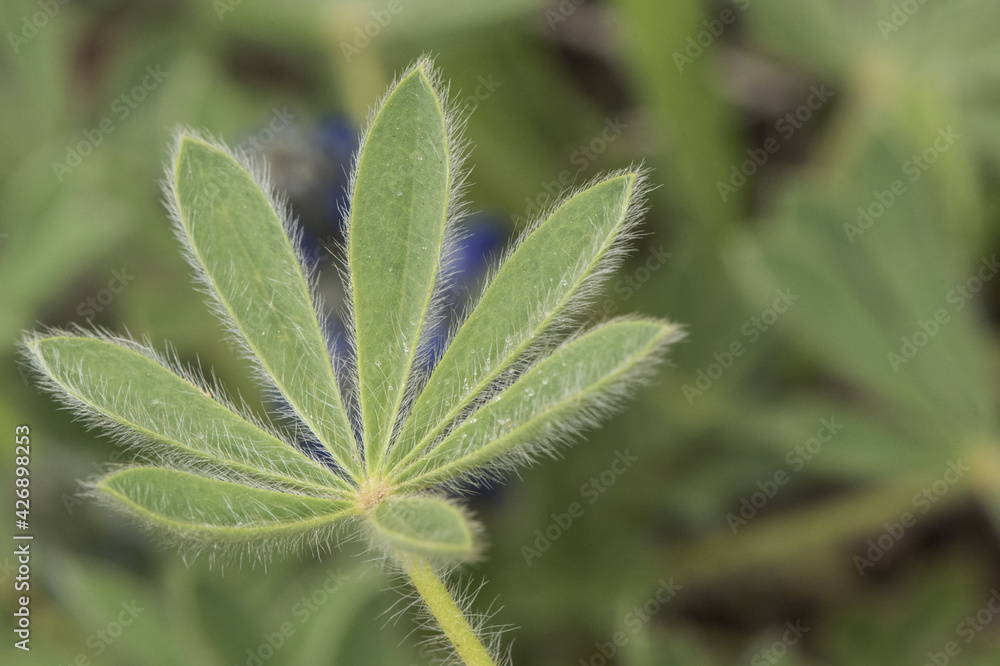 Lupinus micranthus lupine or lupine small legume with intense light blue and white flowers arranged in rods surrounded by hairy, star-shaped leaves Lupinus micranthus lupine or lupine small legume with intense light blue and white flowers arranged in rods surrounded by hairy, star-shaped leaves