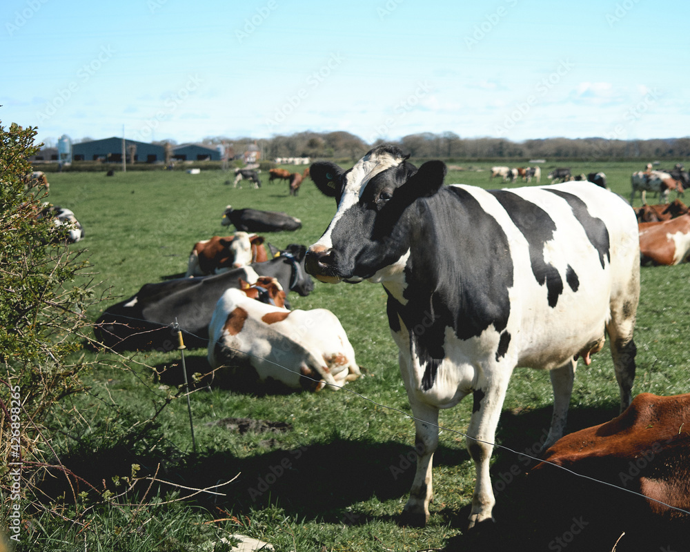 cows in a field