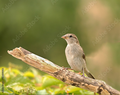 sparrow Birds with their families standing on the branches and feeding their young chicks of various kinds 