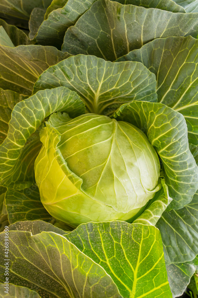 Obraz premium A Hydroponically Grown Cabbage
