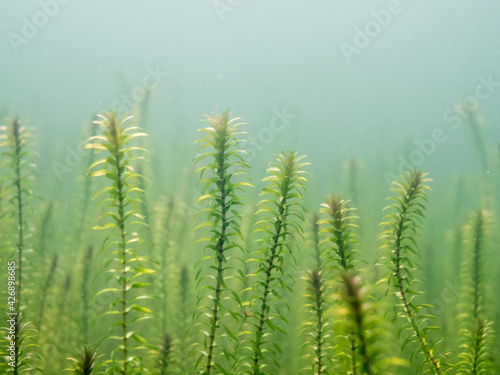 Obraz na plátně Close-up underwater view of Canadian waterweed sprouts
