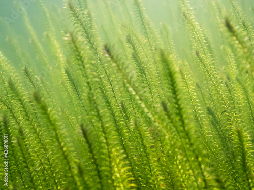 Dense sprouts of Canadian waterweed underwater in lake photo