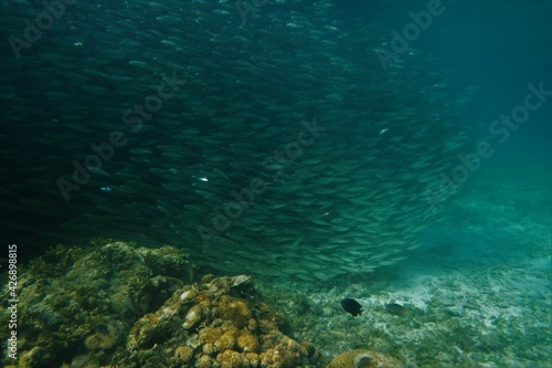 Sardines of Moalboal