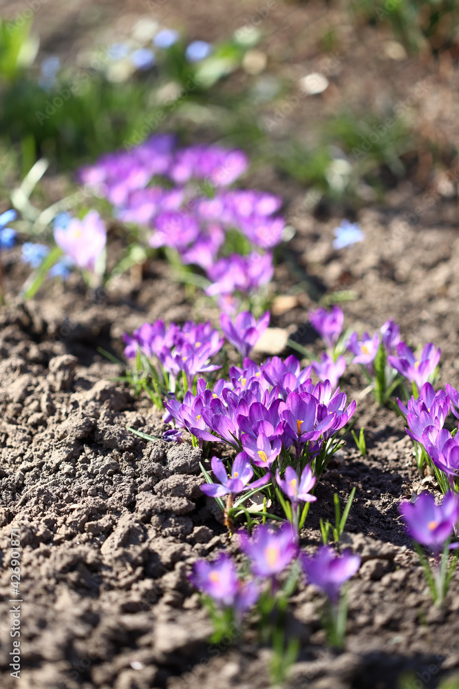 The primroses have blossomed. Saffron. Crocus flowers. First spring flowers. The primroses have blossomed. Saffron. Crocus flowers. First spring flowers.