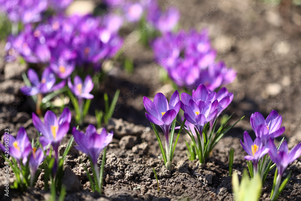The primroses have blossomed. Saffron. Crocus flowers. First spring flowers. The primroses have blossomed. Saffron. Crocus flowers. First spring flowers.