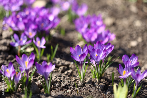 Fototapeta Naklejka Na Ścianę i Meble -  The primroses have blossomed. Saffron. Crocus flowers. First spring flowers.