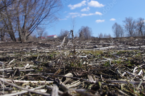 Cooled field after winter 