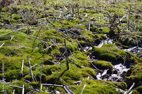 Melt water awakened the moss 