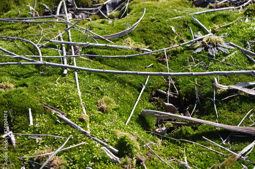 A meadow of moss in the spring sun 