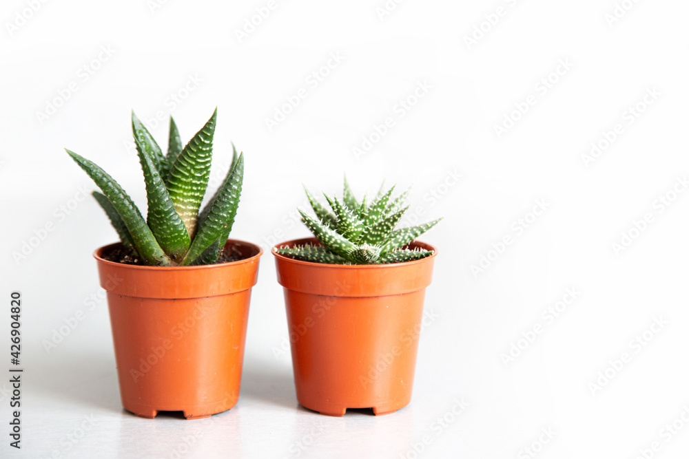 Two small fresh aloe in pots isolated on white Two small fresh aloe in pots isolated on white