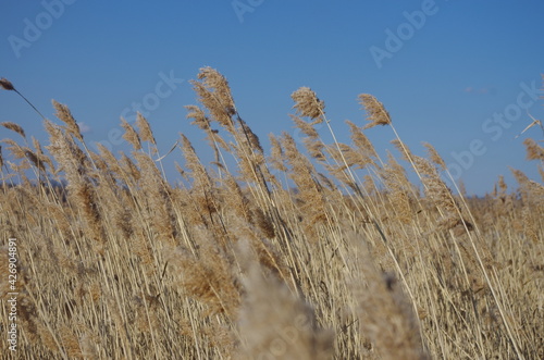 Reeds and spring wind 