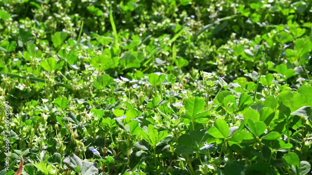 young fresh green bright green grass with blue flowers in spring afternoon sways in the wind close-up young fresh green bright green grass with blue flowers in spring afternoon sways in the wind close-up