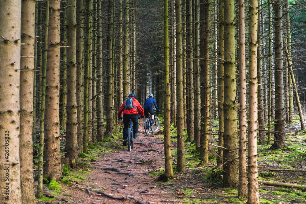cyclists among the trees in the forest