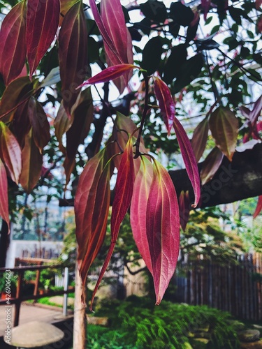 red-leaved plant in botanical garden