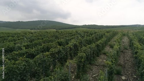 Green rows of the vineyard