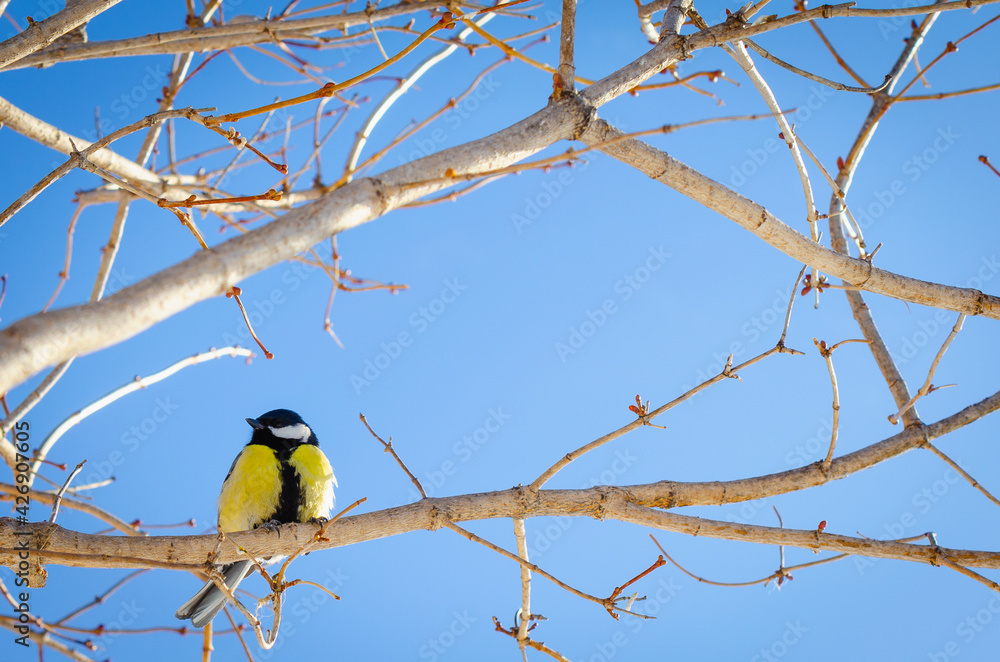 Naklejka premium Titmouse with a yellow belly on a tree branch.