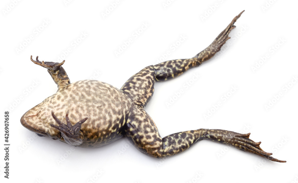 Fototapeta premium Frog lying on his back.