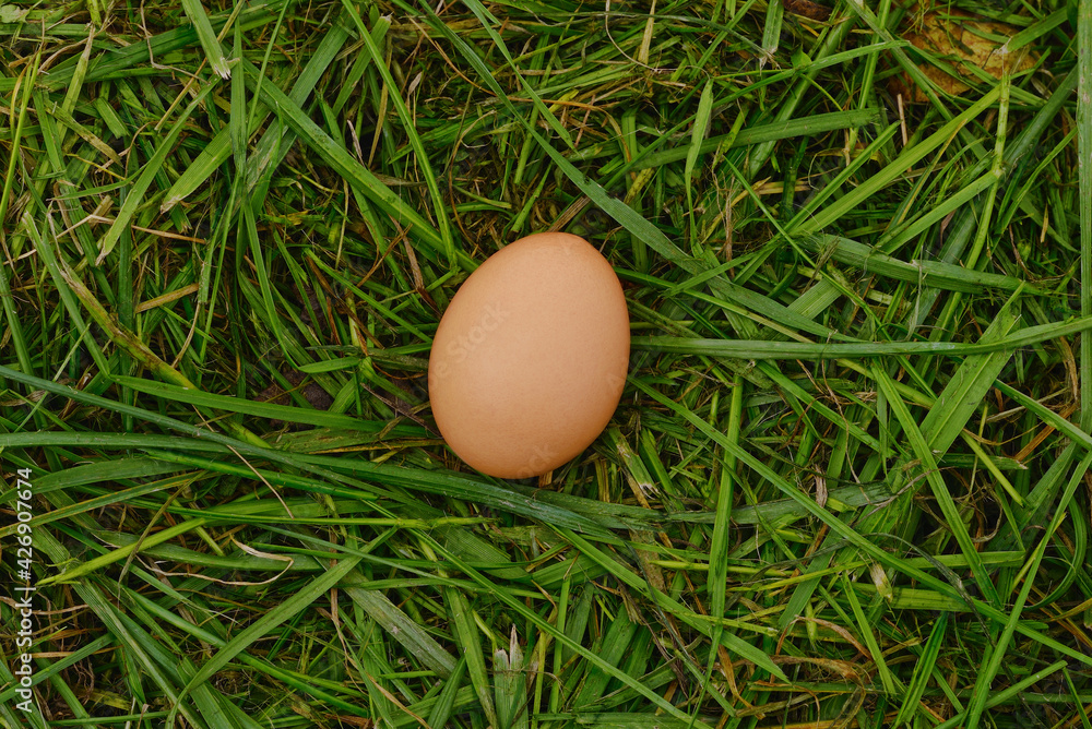 One egg on the mown grass. One egg on the mown grass.