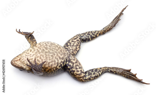 Frog lying on his back. © voren1