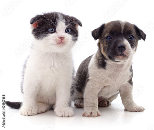 Fototapeta Naklejka Na Ścianę i Meble -  Puppy and kitten.