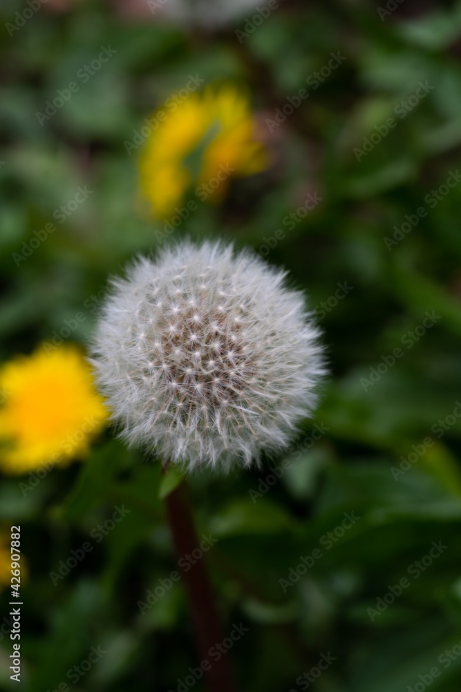 dandelion on a green background dandelion on a green background