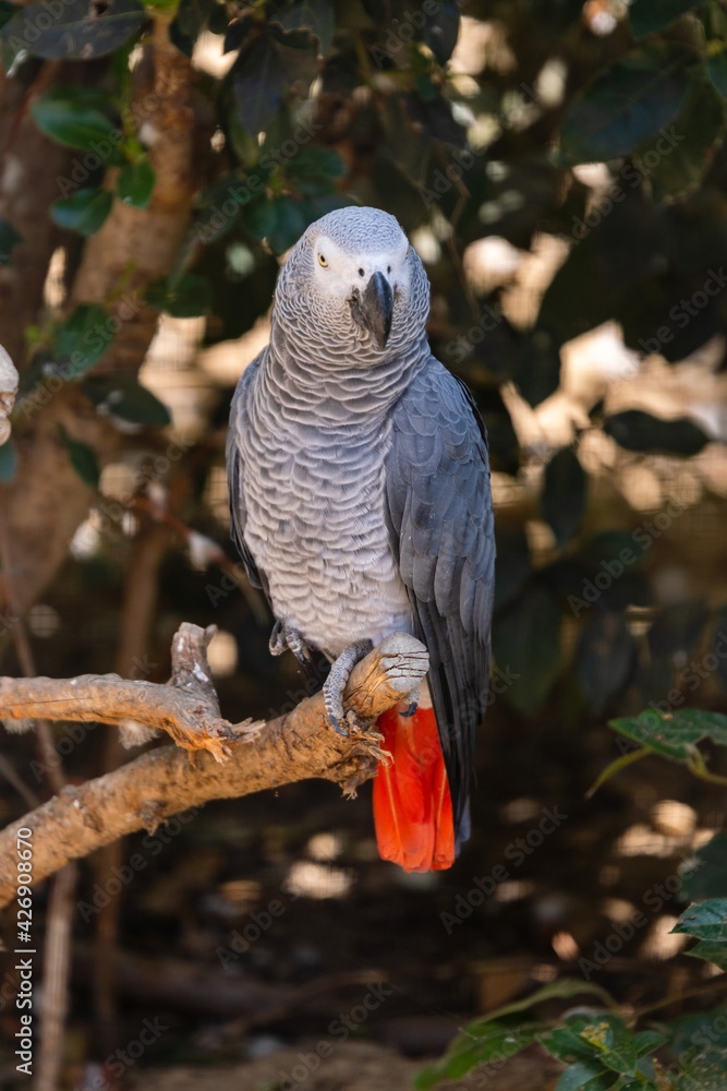 Obraz premium portrait of grey parrot in zoologic park