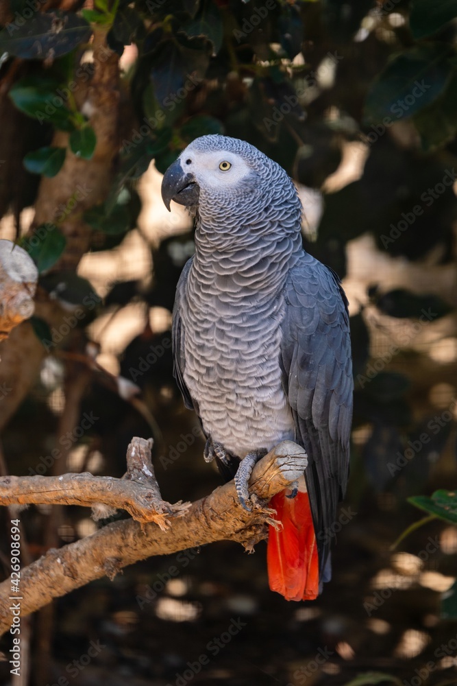 Fototapeta premium portrait of grey parrot in zoologic park