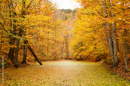 Autumn landscape in Yedigoller National Park