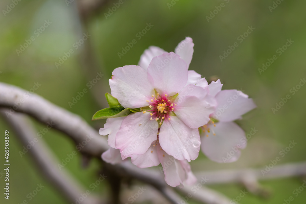 Pink almond blossom on an almond tree. Flowering almonds in the spring garden. Prunus dulcis. Pink almond blossom on an almond tree. Flowering almonds in the spring garden. Prunus dulcis.