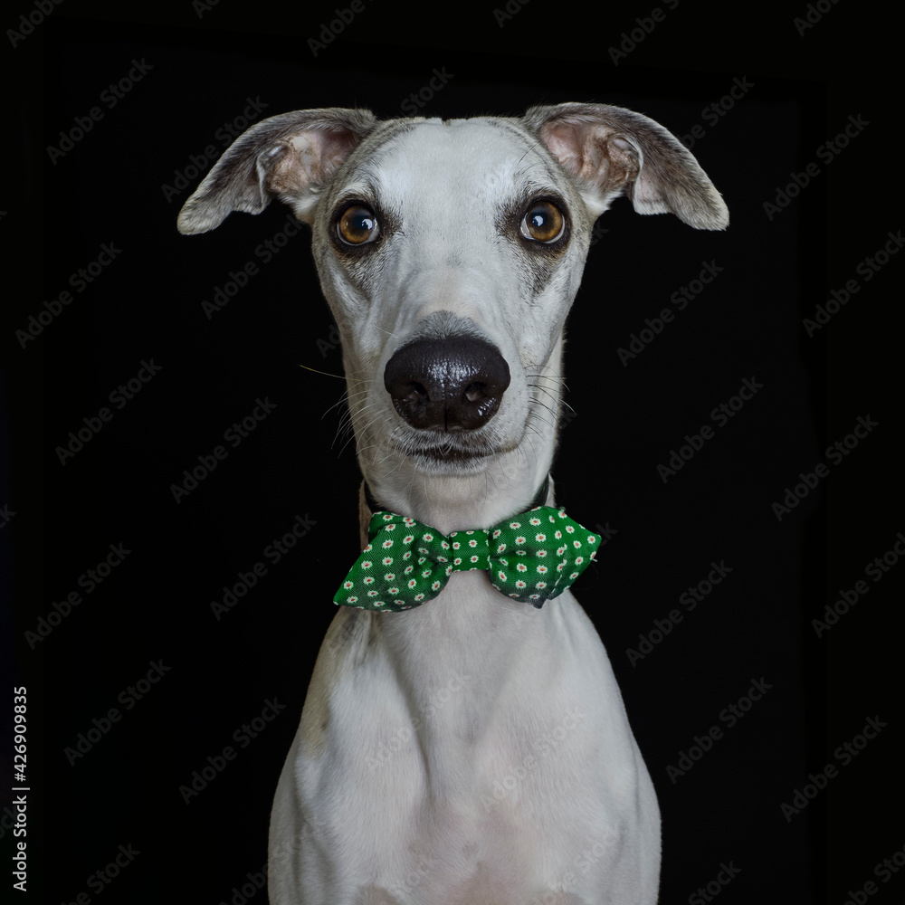 whippet  with bow tie