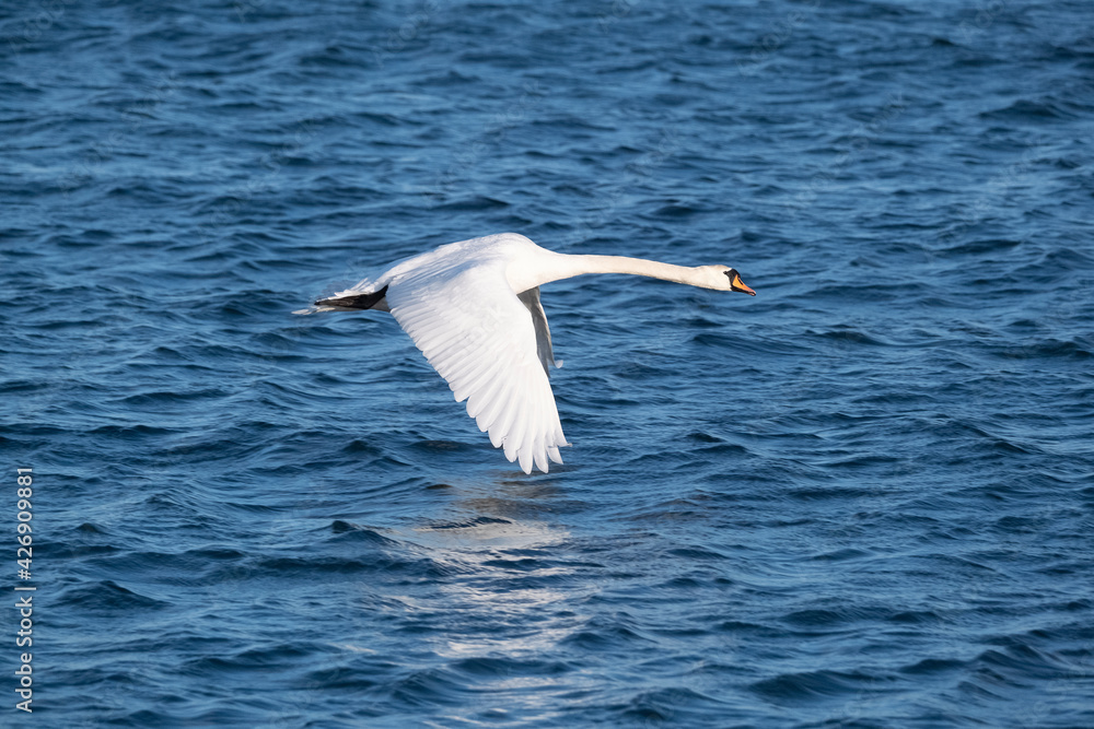 A closeup of white whooper swan against the blue sea. A closeup of white whooper swan against the blue sea.