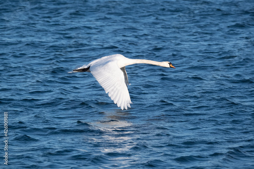 A closeup of white whooper swan against the blue sea.