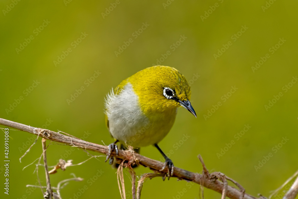 Fototapeta premium Indian white-eye. The Indian white-eye, formerly the Oriental white-eye, is a small passerine bird in the white-eye family. It is a resident breeder in open woodland on the Indian subcontinent. They f