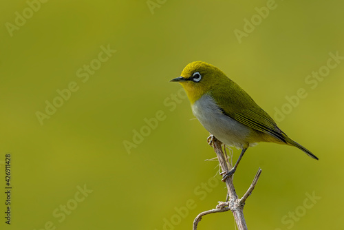 Indian White Eye. The Indian white-eye, formerly the Oriental white-eye, is a small passerine bird in the white-eye family. It is a resident breeder in open woodland on the Indian subcontinent.