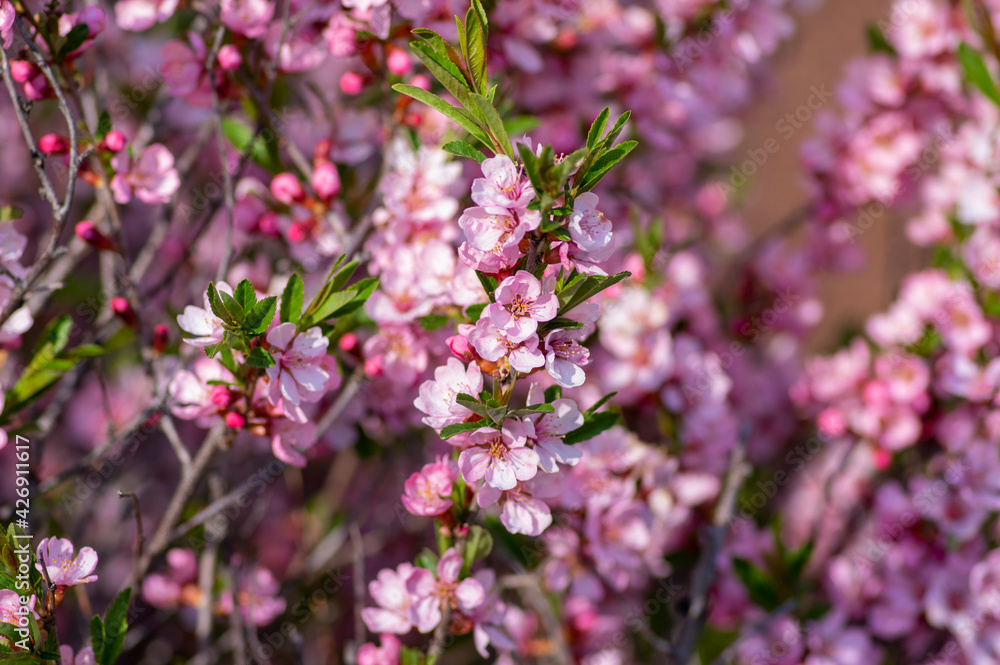 Prunus tenella dwarf Russian Almond pink flowers in bloom, beautiful ornamental plant in bloom Prunus tenella dwarf Russian Almond pink flowers in bloom, beautiful ornamental plant in bloom