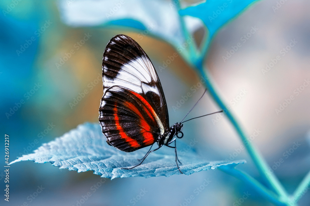Obraz premium Macro shots, Beautiful nature scene. Closeup beautiful butterfly sitting on the flower in a summer garden.
