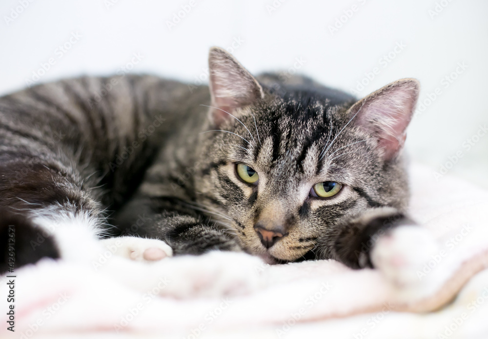 A lazy brown tabby shorthair cat lying down on a blanket and looking at the camera A lazy brown tabby shorthair cat lying down on a blanket and looking at the camera