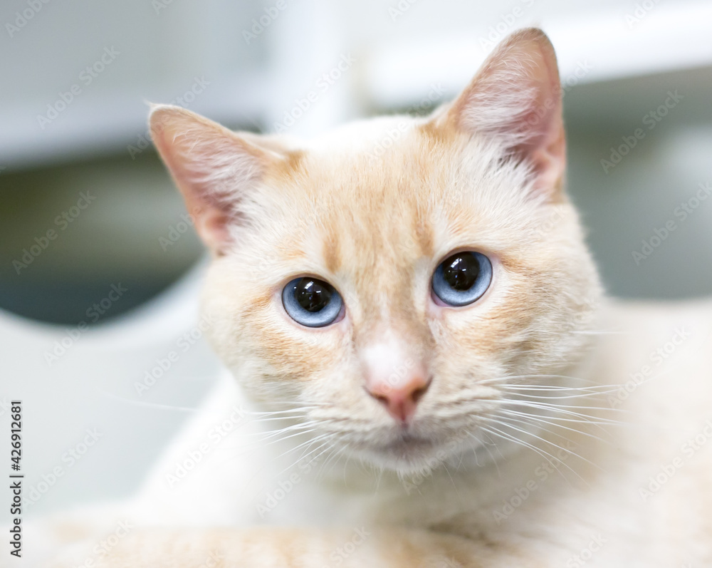 A buff tabby shorthair cat with blue eyes and dilated pupils