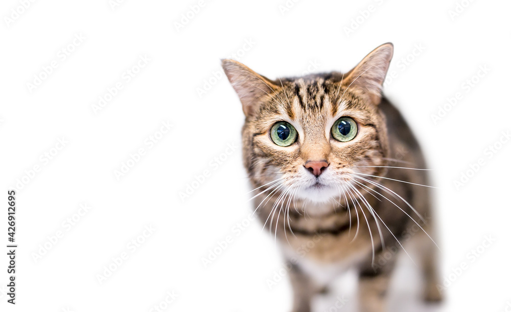 A brown tabby shorthair cat staring with large green eyes and dilated pupils