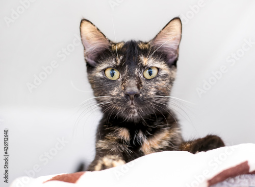 Low angle view of a Tortoiseshell shorthair cat lying on a blanket and looking down at the camera