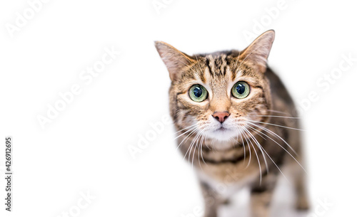 A brown tabby shorthair cat staring with large green eyes and dilated pupils © Mary Swift