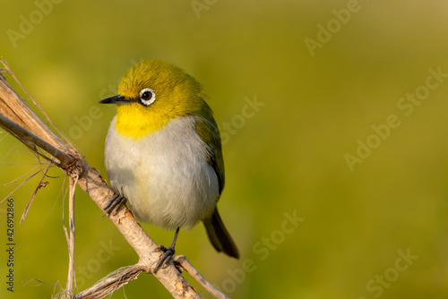 Indian white Eye. The Indian white-eye, formerly the Oriental white-eye, is a small passerine bird in the white-eye family. It is a resident breeder in open woodland on the Indian subcontinent.