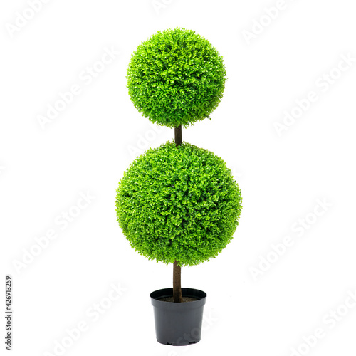 Artificial boxwood ball topiary bush tree like real as modern evergreen ecological decoration for interiors of house, malls, restaurants. isolated on white background for design collage