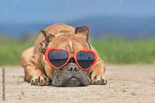 French Bulldog dog wearing red heart shaped sunglasses in summer  © Firn