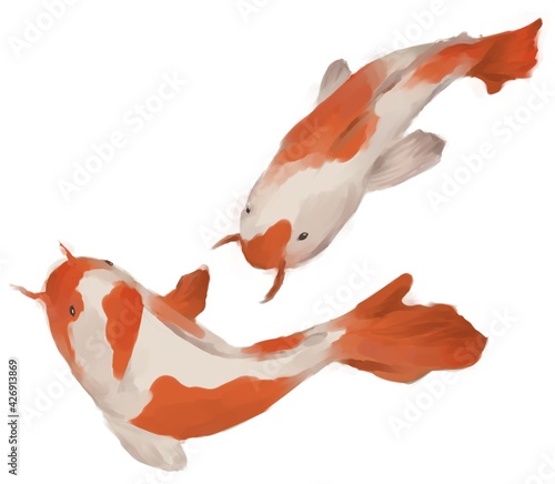 koi carps