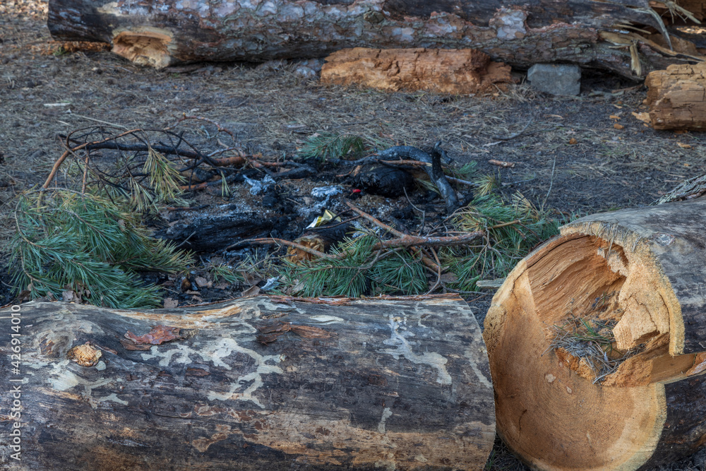 Remains of a burnt fire in the forest. Charcoal and burnt branches at the picnic area. Large logs from an old dry tree. Remains of a burnt fire in the forest. Charcoal and burnt branches at the picnic area. Large logs from an old dry tree.