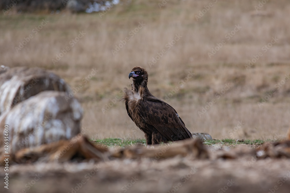 Cinereous Vulture, (Aegypius monachus) in its natural habitat. Wildlife. Cinereous Vulture, (Aegypius monachus) in its natural habitat. Wildlife.