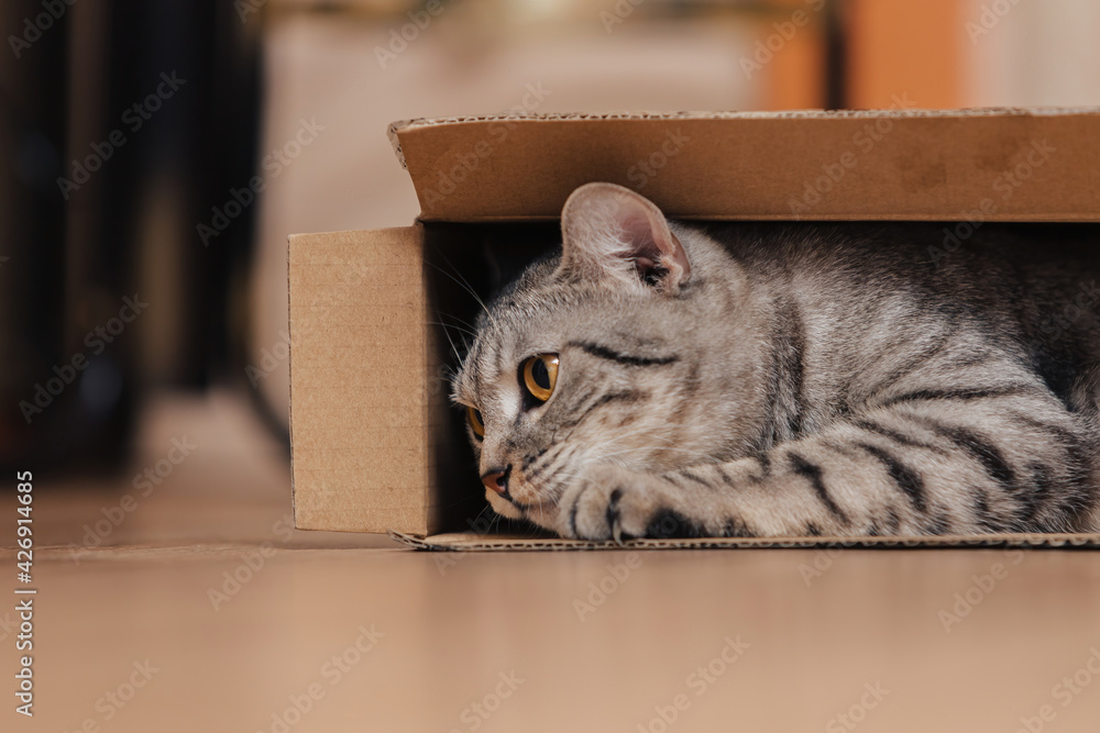 A black and white tabby cat climbed into a cardboard box on the floor and frolicked inside it.