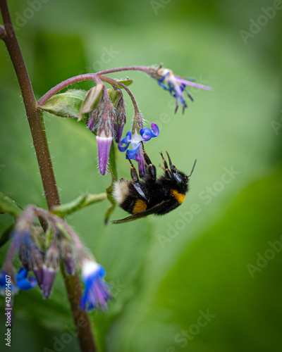 wunderschöne Biene auf Blume mit macro fotografiert 